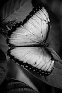 Sabrina L Ryan - Delicate Blue Morpho Butterfly
